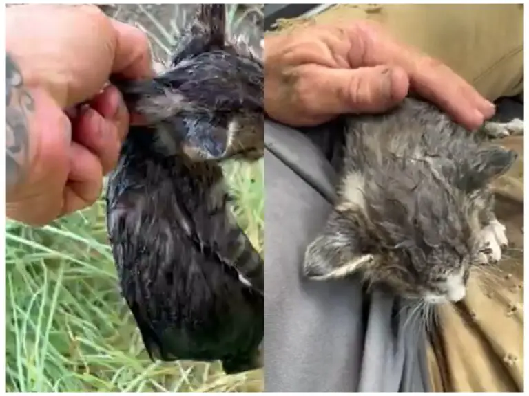 Watch: Man Rescues Crying Kitten After Hailstorm