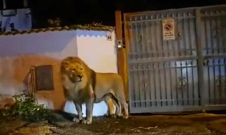 Lion wanders streets of Italian town after escaping from circus