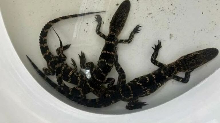 Man Found With 5 Alligators Living in His Bathtub