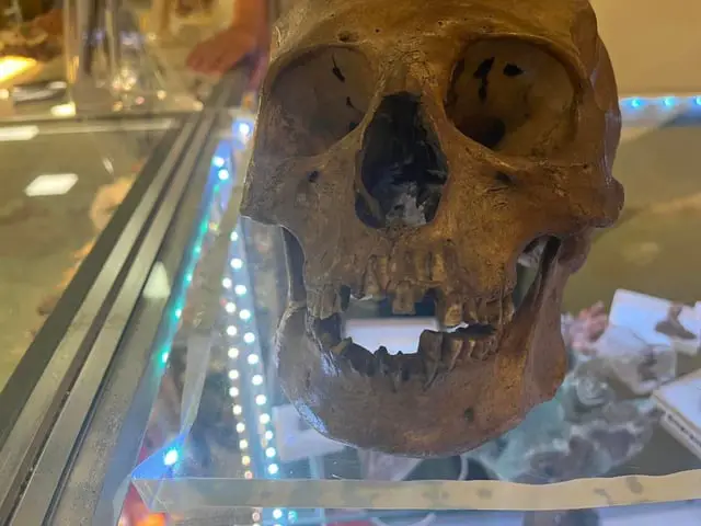 Anthropologist finds REAL Human Skull for Sale in Florida Thrift Store