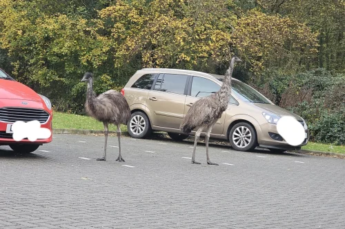Escaped emus wander into vet clinic’s parking lot