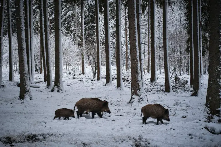 Canadian ‘super pigs’ are threatening to invade the US