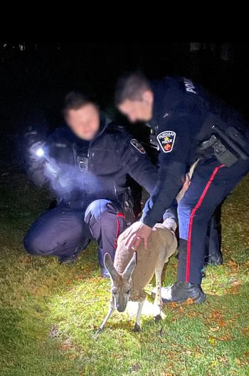 Escaped kangaroo punches officer in the face before being captured in Canada