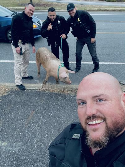 New Jersey police chase down pig named Albert Einswine