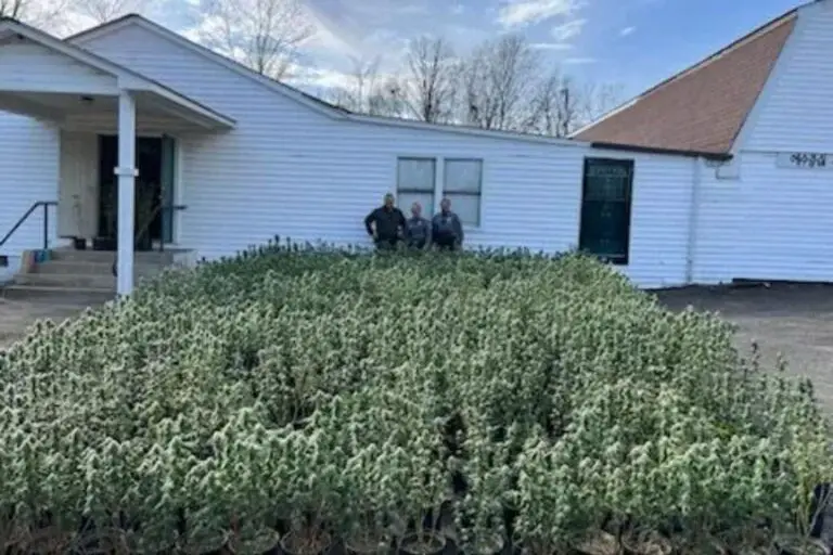 Massive marijuana grow operation with ‘booby traps’ discovered in Tennessee church