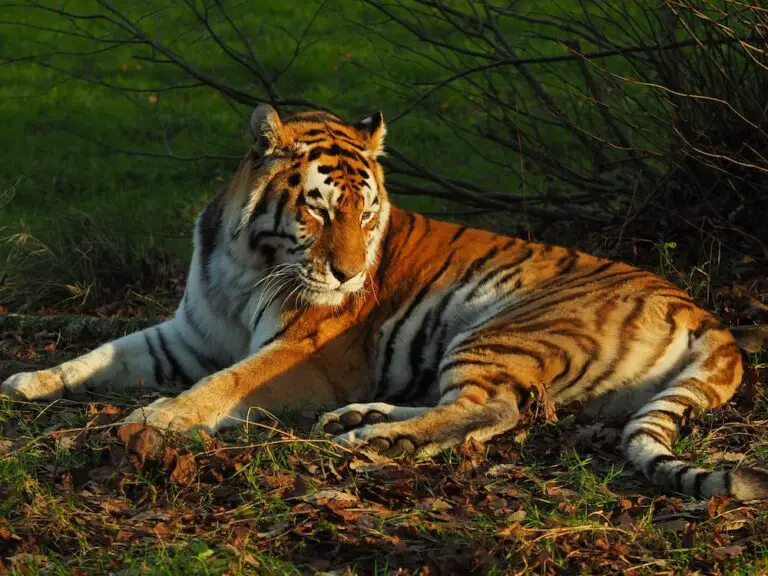 Man follows tracks of tiger that fatally attacked his dog — then it kills him