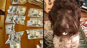 Pennsylvania Family Dog Eats $4000 In Cash