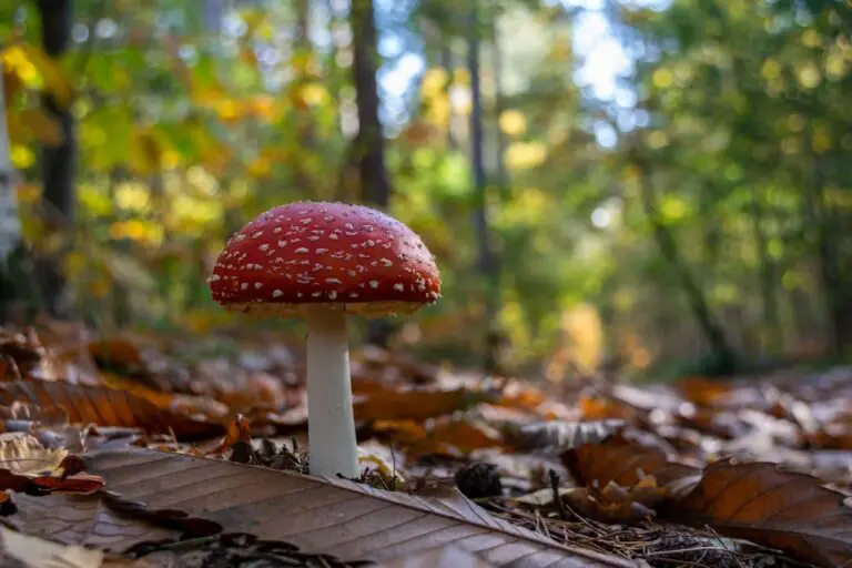 Ohio man nearly dies after eating mushrooms his phone app said were edible