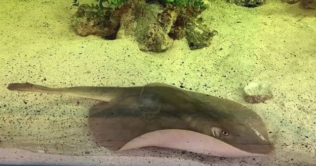 Baffled aquarium staff believe shark impregnated stingray set to give birth with no mate