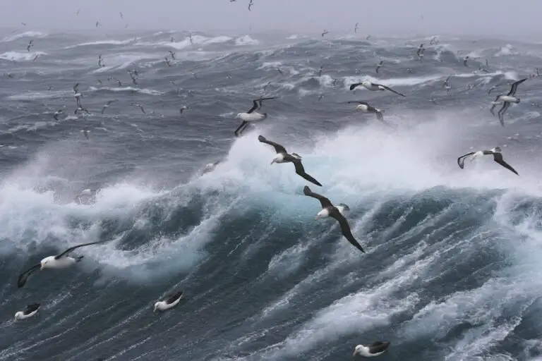 Mice on remote island that eat albatrosses alive sentenced to death by bombing