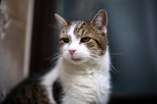 Larry the Downing Street cat gets Russian rival