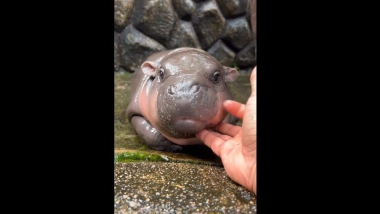 Baby pygmy hippo Moo Deng is Thailand’s latest online sensation. But her keeper is worried about her fame