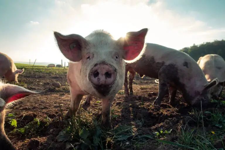 Ig Nobel Prize goes to scientists who discovered butt breathing mammals